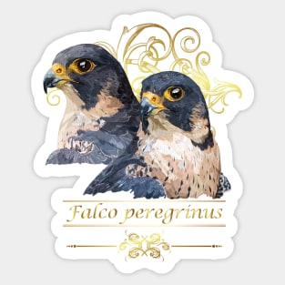 Peregrine falcon Sticker